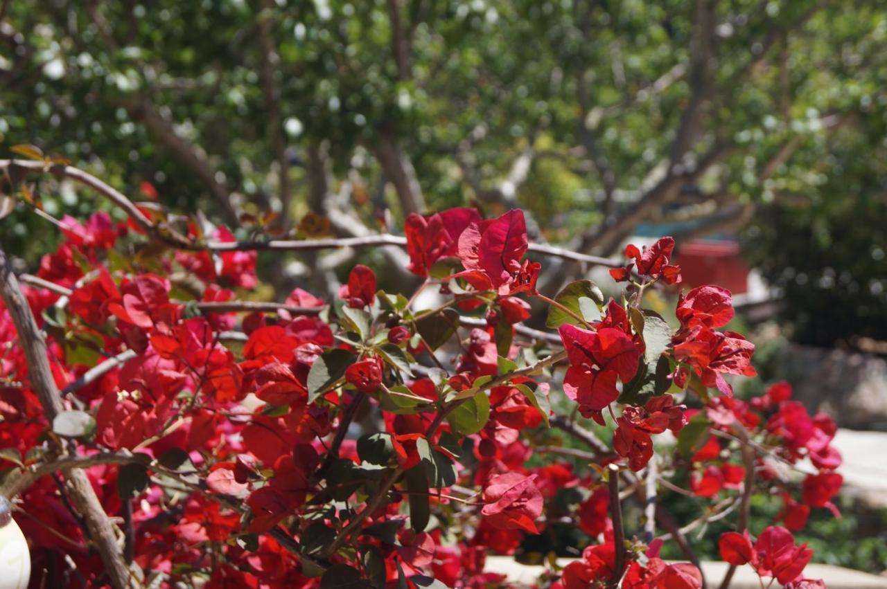 Les Jardins De Santa Giulia - Charmante Chambre D'Hote Porto-Vecchio  Buitenkant foto